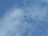 N929x first4.jpg